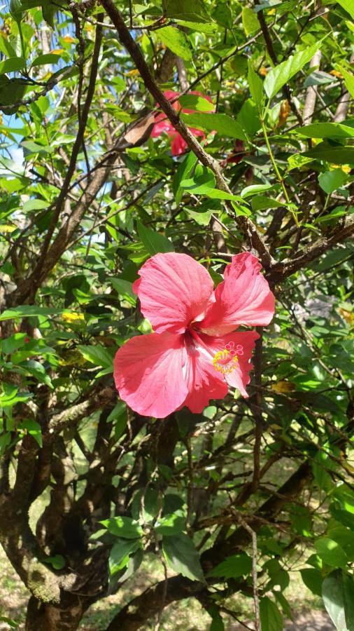 Les Citronniers Bed and Breakfast Ile Sainte-Marie Εξωτερικό φωτογραφία